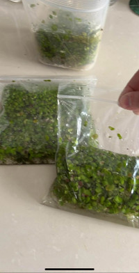 Free Duckweed Aquarium Plant (may contain snails or eggs)