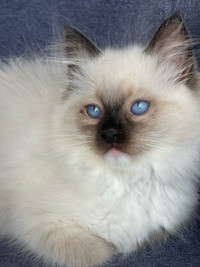 Blue eyed Ragdoll kitten. TICA registred.