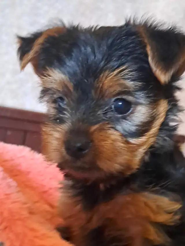 2 female Yorkie pups in Dogs & Puppies for Rehoming in St. Catharines - Image 5