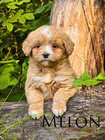 Mini Bernedoodle Puppies, View more