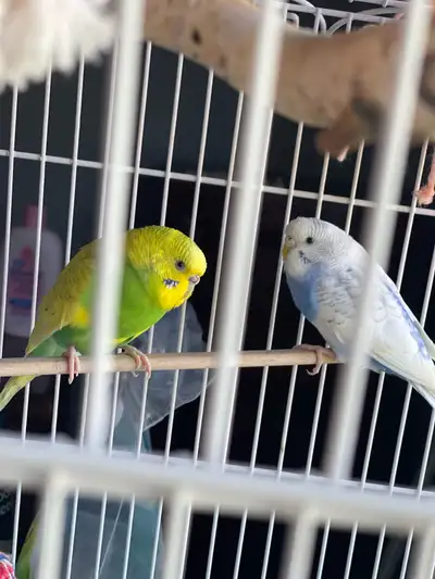budgies and cage. SE Community of Parkland, View more