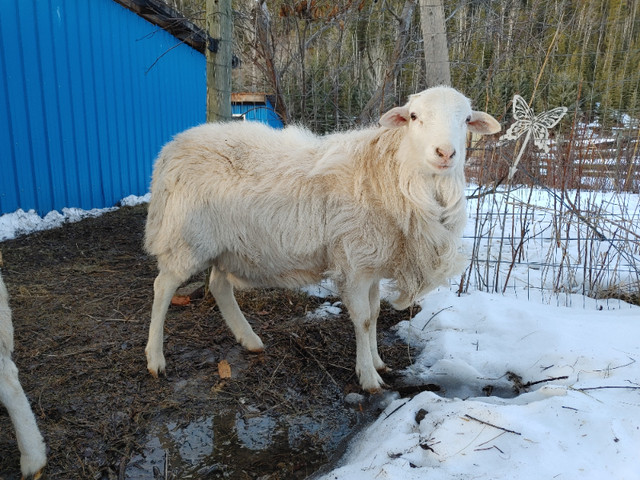 Ram for sale in Livestock in Prince George