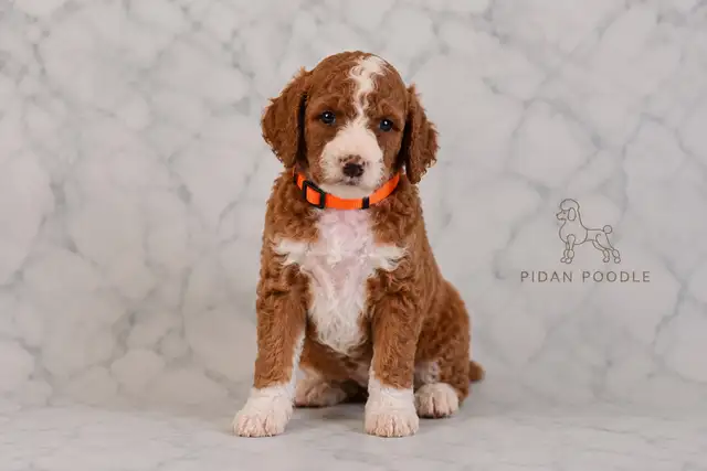 Adorable Standard Poodle Puppies in Dogs & Puppies for Rehoming in Richmond - Image 7