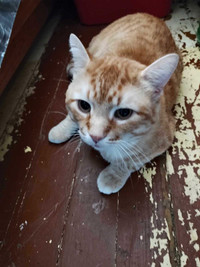 2 orange male cats to good home