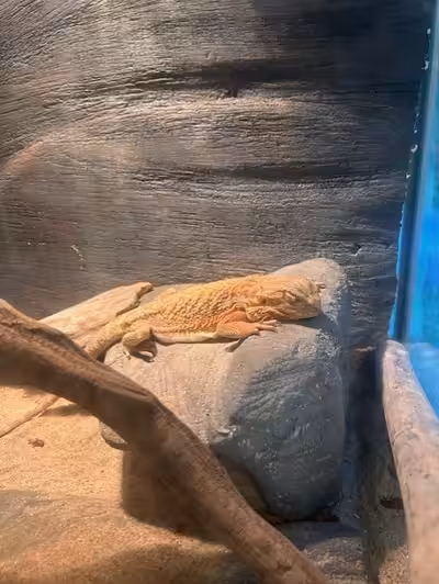 I am selling a male bearded dragon with his enclosure. Georgia is almost 3 years old. The price incl...