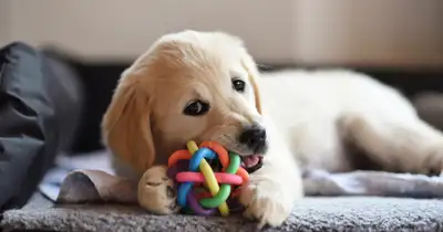 affordable dog sitting at private home , View more