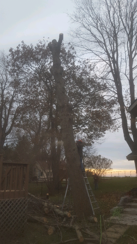 Tree removal64840203069953121