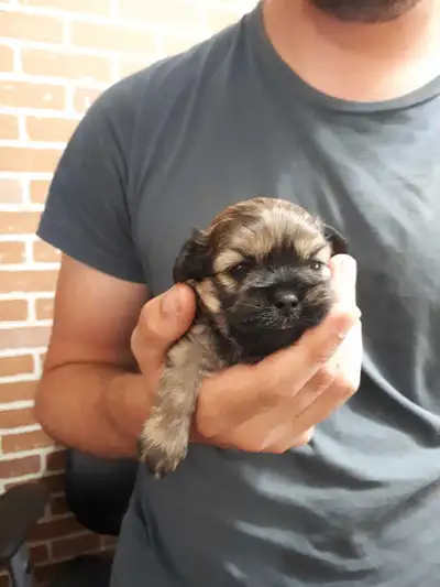 Shihtzu/Schndoodle puppies-only one sweet boy left!, View more