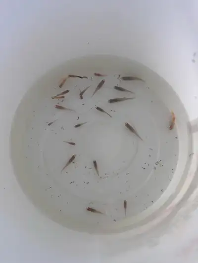 guppies for less than 1$, View more