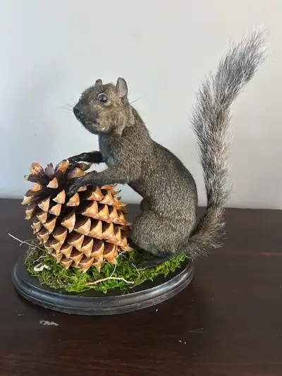 Professional taxidermy. New work. An original decoration for your home, or perhaps a gift to a perso...
