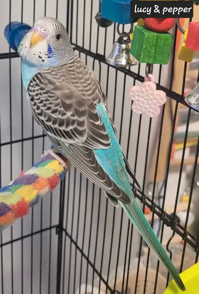 baby budgies, View more