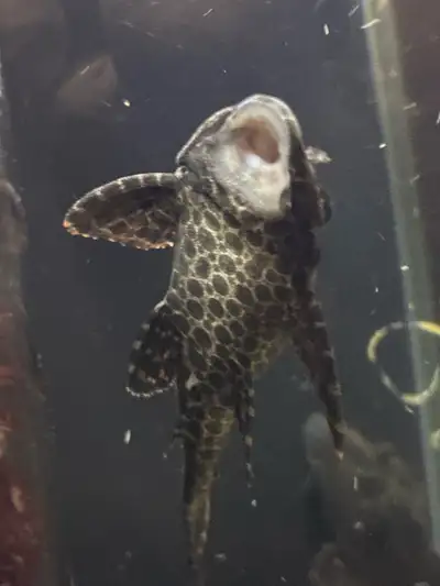 Sailfin Pleco-sucker mouth catfish, View more