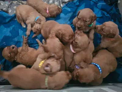 Field line Golden Retrievers, View more