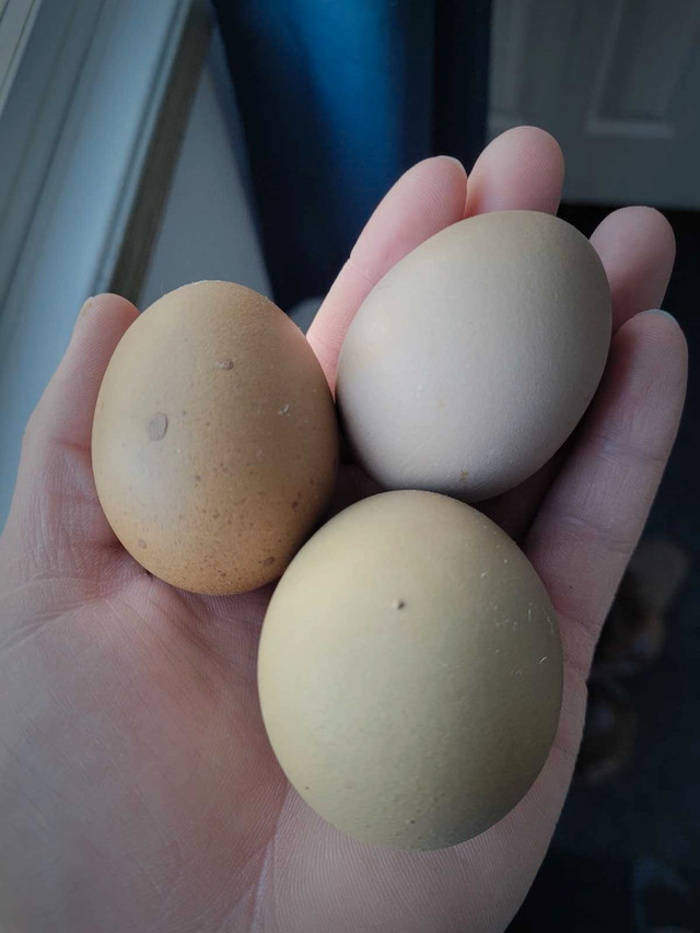 F1 olive egger hatching eggs | Livestock | Lethbridge | Kijiji Classifieds