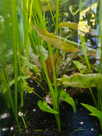 Crypt Wendtii Aquarium Plants
