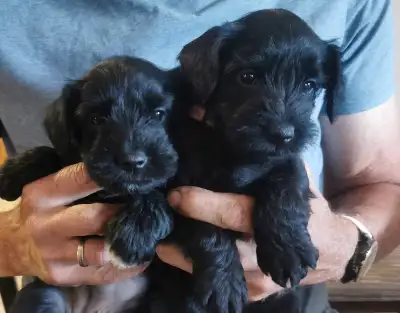 Gorgeous  Miniature Schnauzer puppies. One female left!, View more
