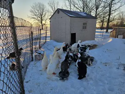 pekin ducks, View more