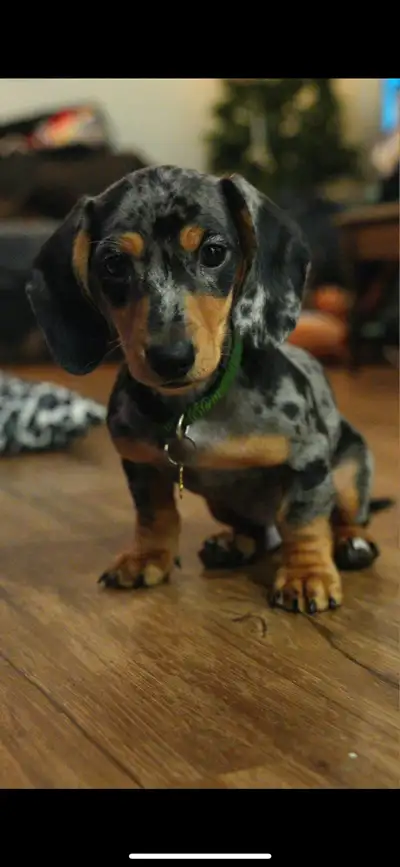 Adorable Mini Dachshund Puppy , View more