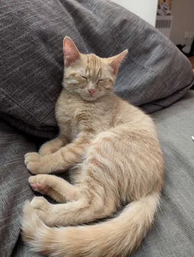 chaton roux, View more