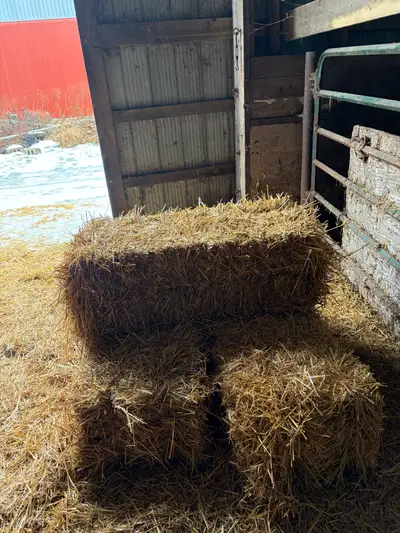 WHEAT STRAW, View more