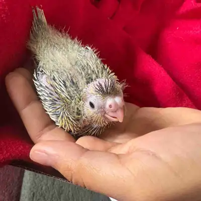 Cockatiel babie, View more