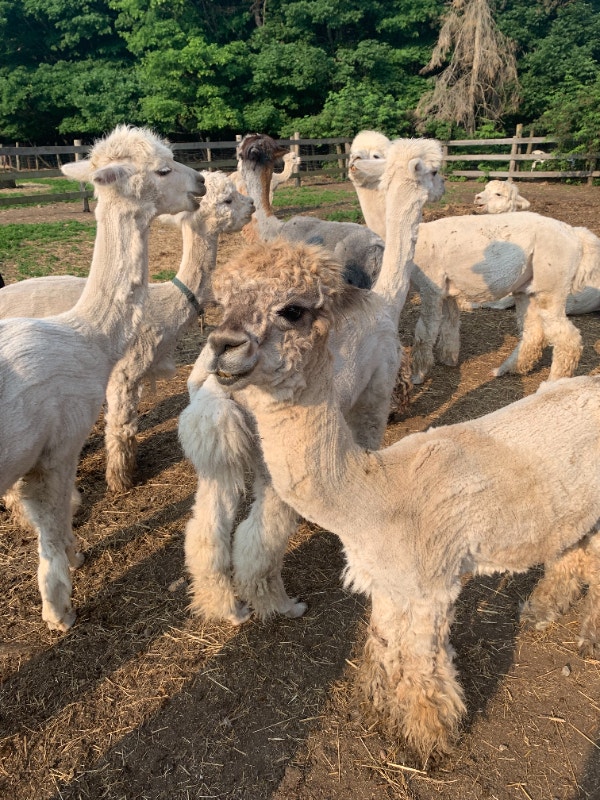 Alpacas for sale Livestock Sault Ste. Marie Kijiji