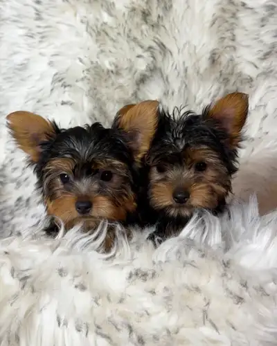2 Tiny Yorkie girls PENDING, View more
