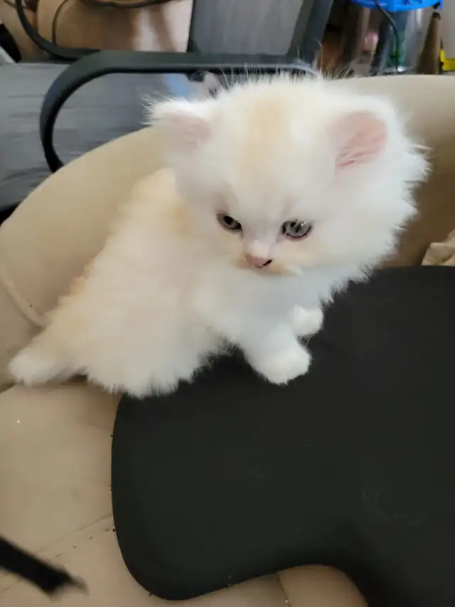 Chatons Persan 700$ in Cats & Kittens for Rehoming in City of Montréal - Image 6