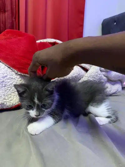Plusieurs chaton en vente , View more