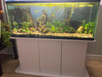 Live plants, fish, 66 gallon tank with stand…Open to offers!