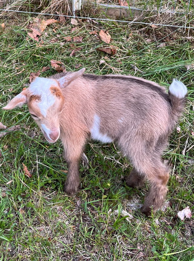 Friendly Brown Buckling for sale in Livestock in New Glasgow
