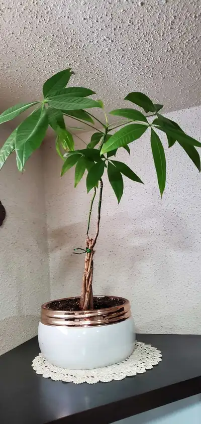 Money Tree Plant, View more