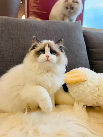 Stunning Seal Bicolor ragdoll kitten girl available, View more