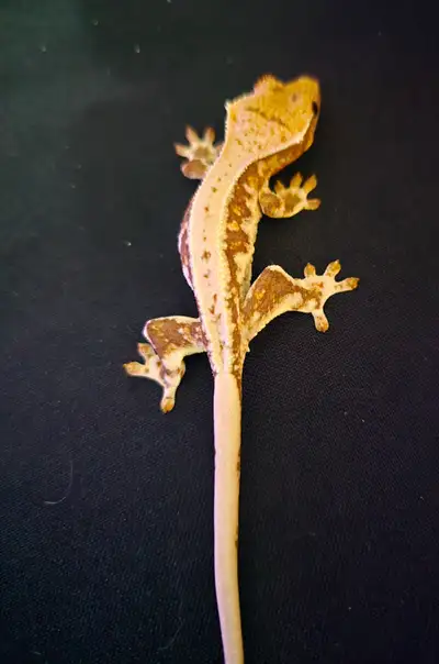 Beautiful lily white crested gecko baby, View more