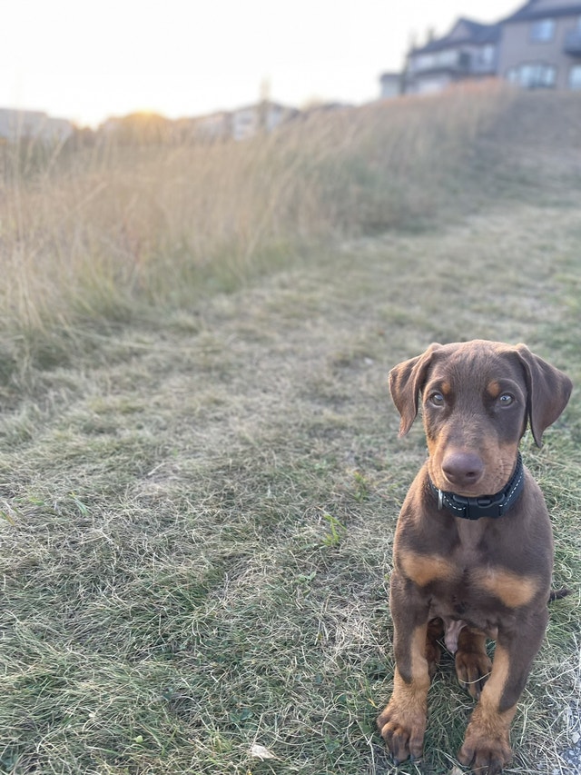 Doberman puppy for sale 1050 Dogs & Puppies for Rehoming Calgary