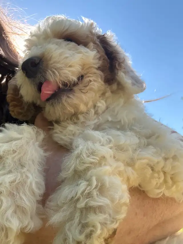 In training Mini Bernedoodles in Dogs & Puppies for Rehoming in Mississauga / Peel Region - Image 6