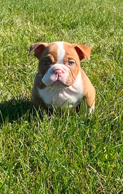 Exotic micro bully Females, View more