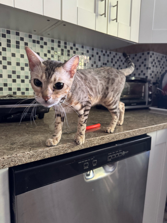 Belle chatte Bengal à vendre dans Chats et chatons à adopter  à Ville de Montréal