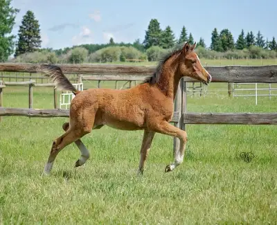 Athletic colt with unlimited potential, View more