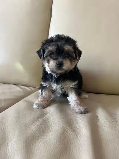 Female Yorkie Bichon Puppy , View more