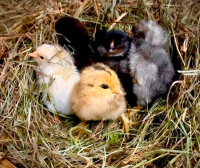 Easter Egger Chicks