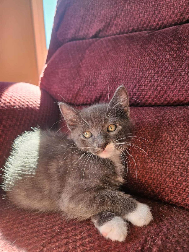 URGENT 3 chatton in Cats & Kittens for Rehoming in Bathurst - Image 2