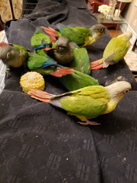 HANDFEED TAME YELLOWSIDE CONURE AVAILABLE AT CENTRAL PET STORE