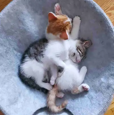 Turkish Van Kittens – 2 Months Old – Ready to Go!, View more