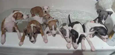 CKC Registered Italian Greyhounds, View more
