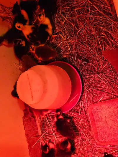 15 ducklings available, cayuga /pecking duck crosses, hatched on 25th of May, located in wandering r...