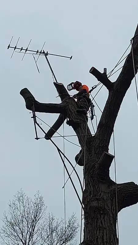 ISA ARBORIST [TREE REMOVAL / TRIMMING / Stump Grinding]63234549985025124