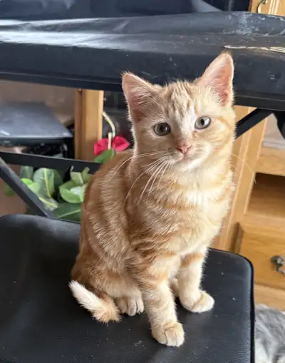 Chatons Angora et Ketten, View more