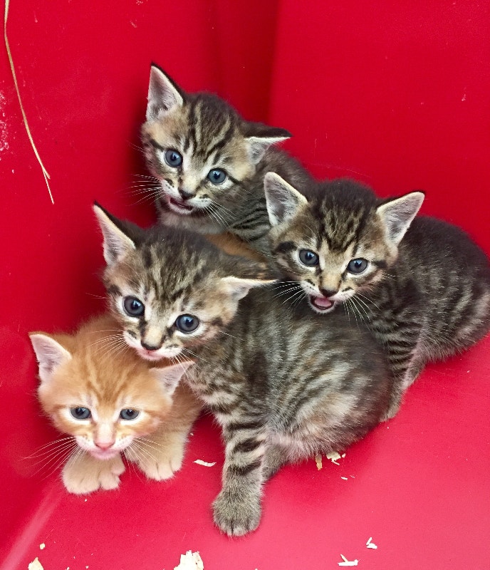 Kitties. Cats & Kittens for Rehoming Yarmouth Kijiji