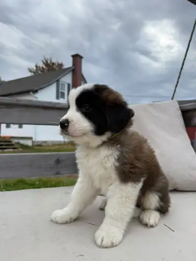 Saint Bernard , View more